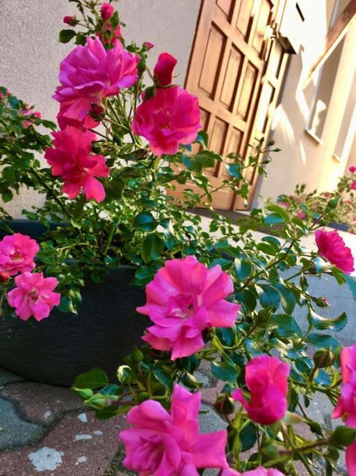 Andrea Apartman Miskolc Belvarosaban エクステリア 写真